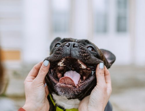 Do Pugs, Bulldogs, and Persians Need Extra Dental Care?