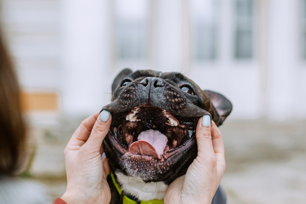 Portrait of a French Bulldog with its mouth open showing healthy teeth and gums.