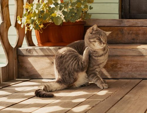 Is There One Best Itch Medication for Dogs and Cats?