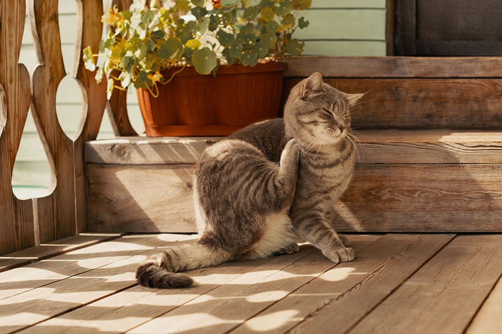 An eye-level medium shot of a grey tabby cat sitting on a wooden porch in warm sunlight, squinting its eyes while using its hind paw to scratch its neck next to wooden steps and a potted plant.