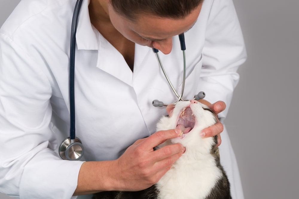 Veterinarian examining a cat's teeth and mouth during a routine dental checkup.