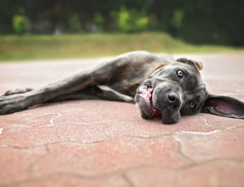 Why Would a Healthy Pet Suddenly Collapse During Play?