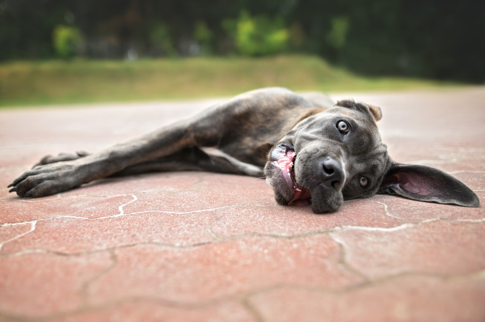 Dog showing weakness after suddenly collapsing during playtime.