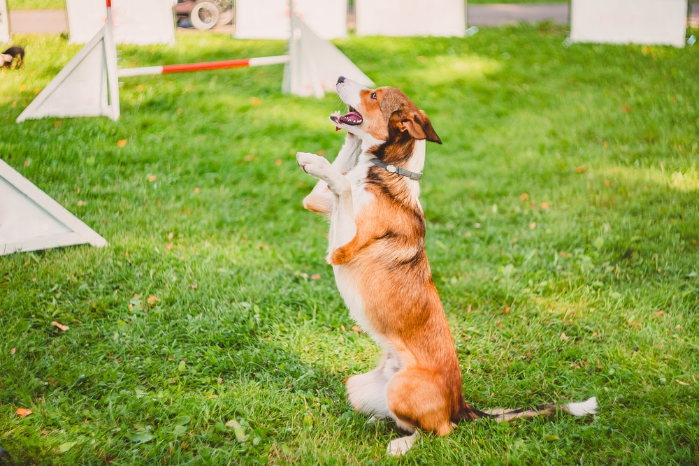 Dog sitting upright after exercise and physical activity.